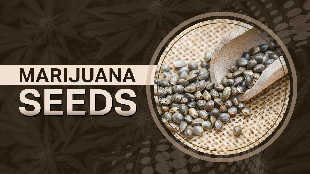 Best Marijuana Seeds: Buy High-Yield & Potent Weed Seeds Legally in 2024 -  The Southern Maryland Chronicle