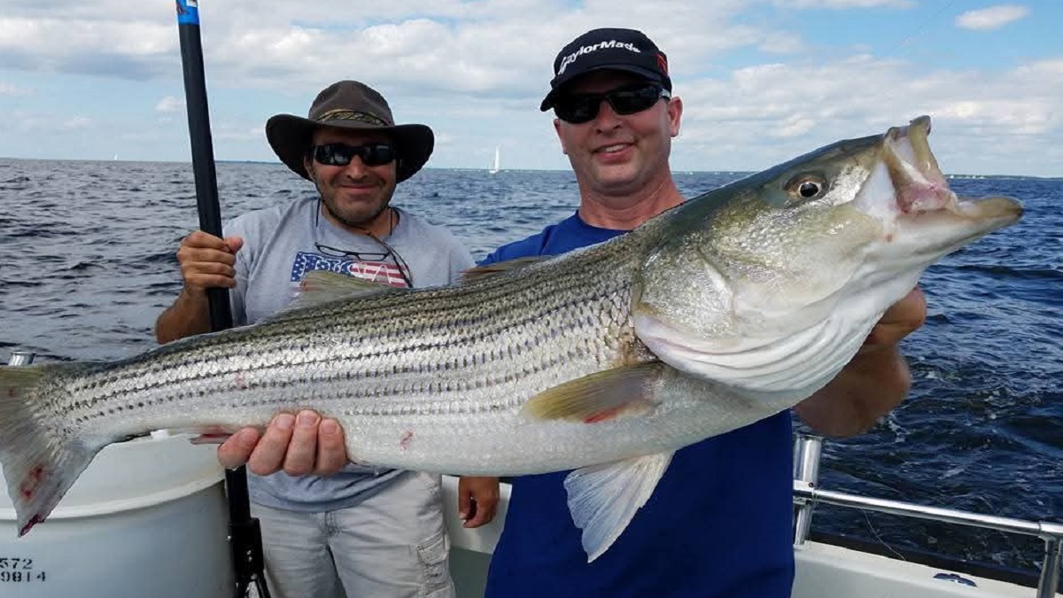 Maryland Eyes August Rockfish Ban to Save Struggling Striped Bass