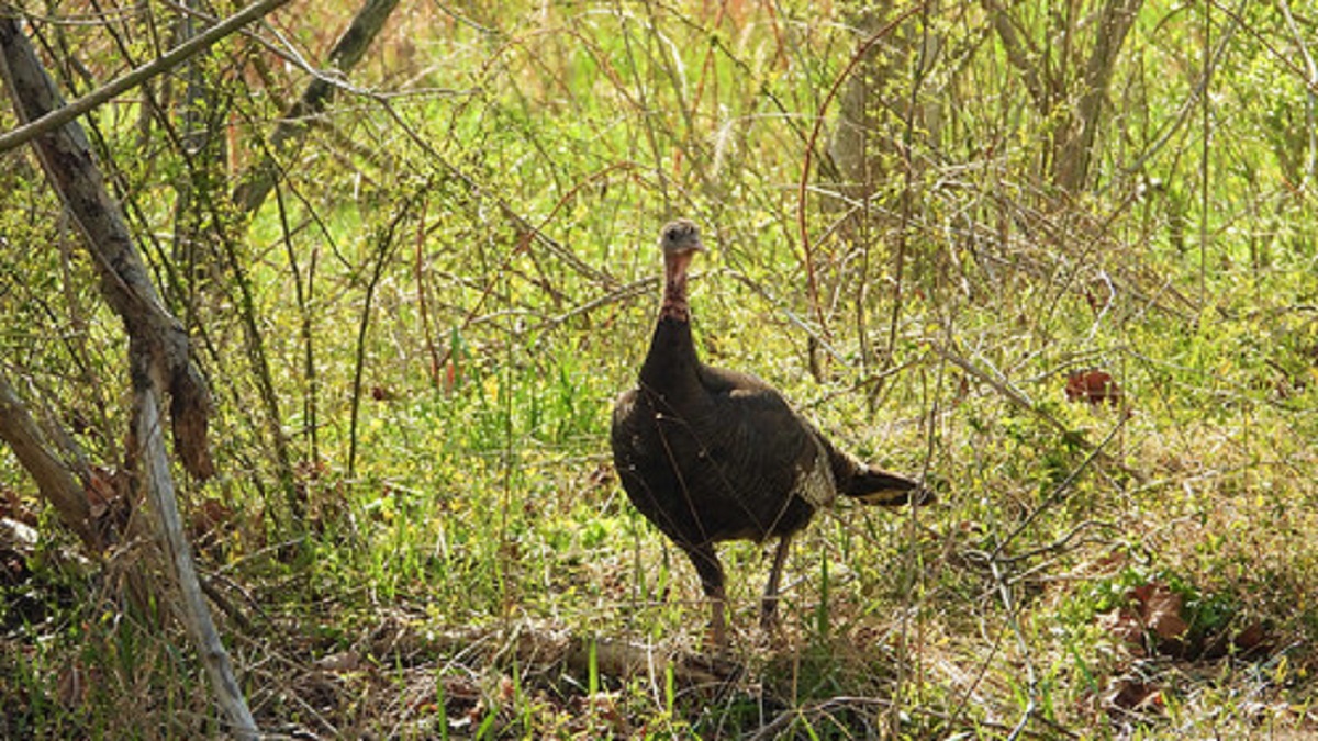 Maryland Spring Turkey Season Opens April 11 with Junior Hunt