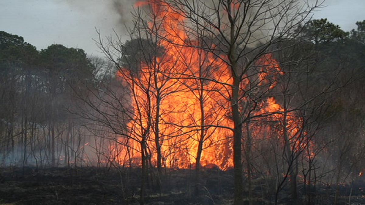 Arson Fuels Sharp Rise in Maryland Wildfire Acres