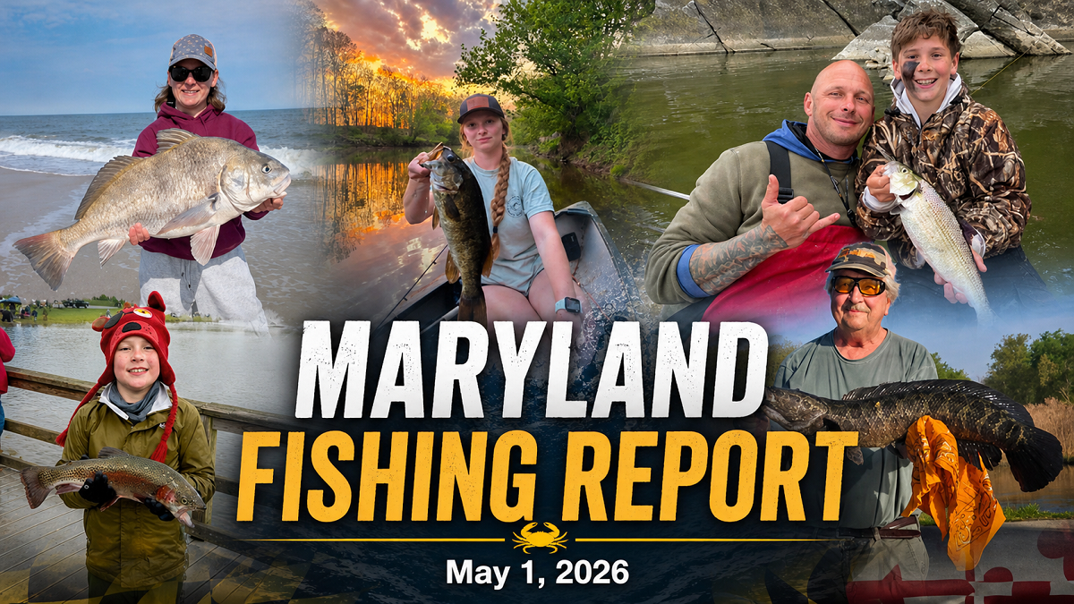 Maryland Fishing Report for Friday, May 1, 2026