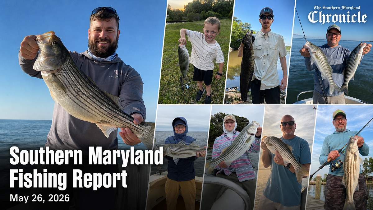 St. Mary’s Tacklebox Reports Strong Rockfish Action Across Southern Maryland Waters