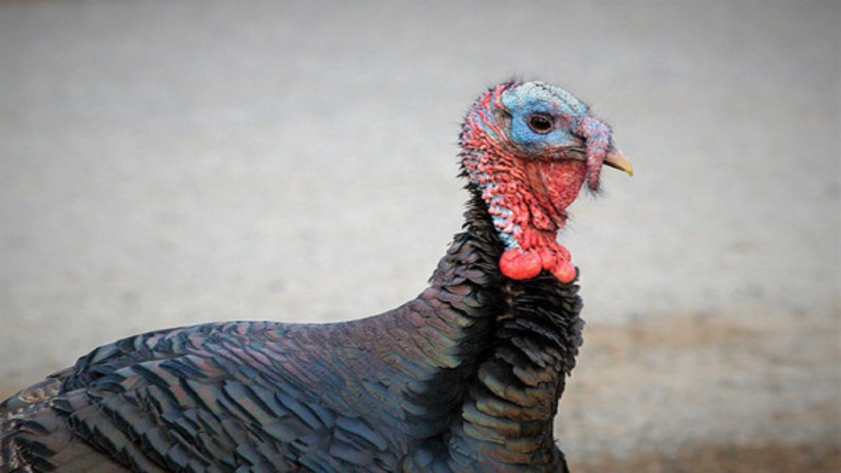 Southern Maryland Counties See Solid Wild Turkey Numbers in Spring Hunt